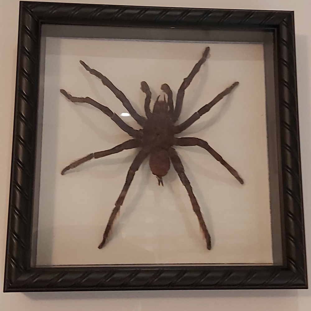 Large Male Bird Eating Spider In Shadow Box 8"x8"